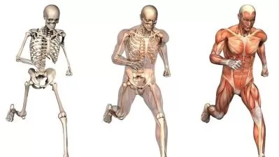 Master Human Anatomy: Bones, Muscles & Blood Supply 2024  

