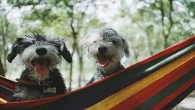 Ultimate Dog Training Masterclass: From Basics to Bonding  

